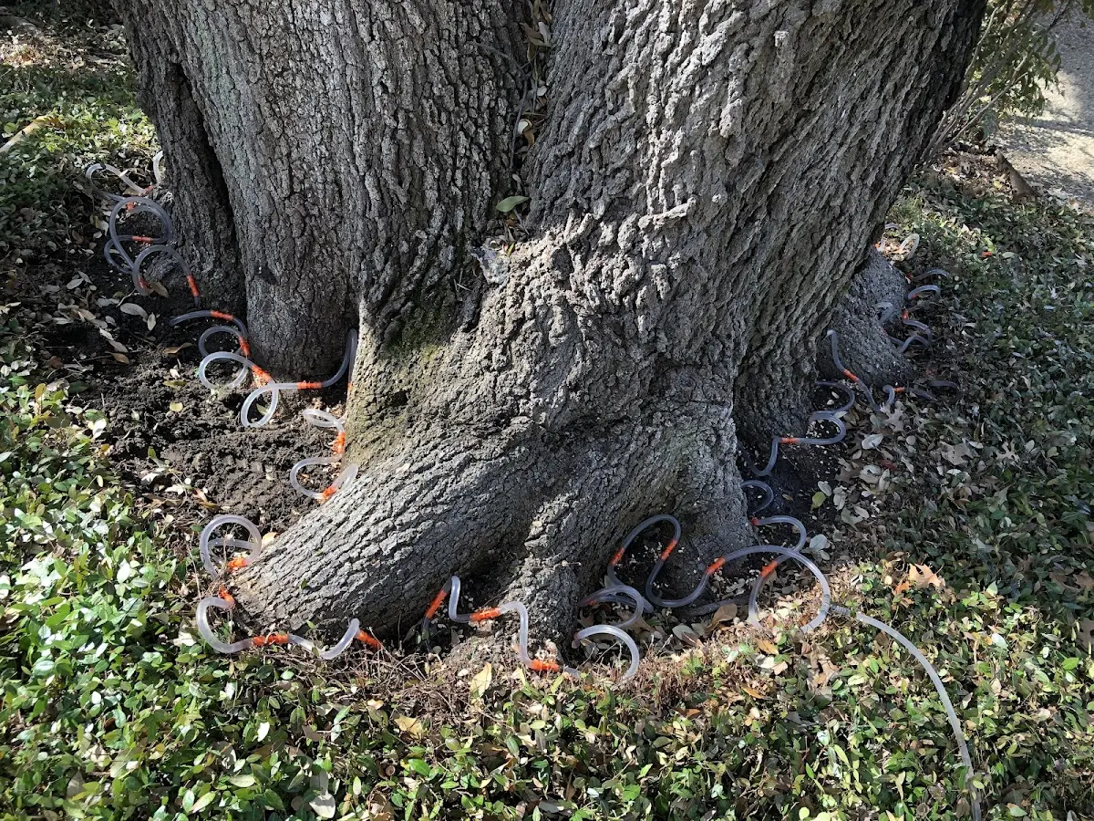Detailed Shrub and Hedge Trimming job site in Oak Grove