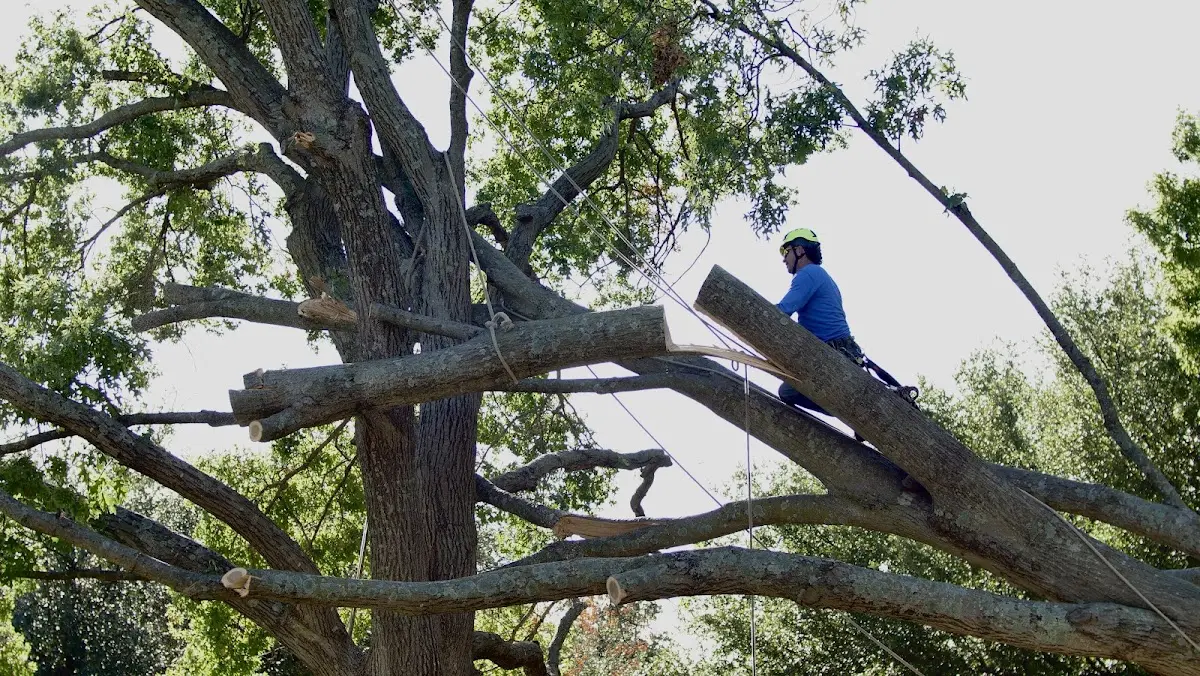 Professional Crown Thinning performed by certified arborists in Oak Grove