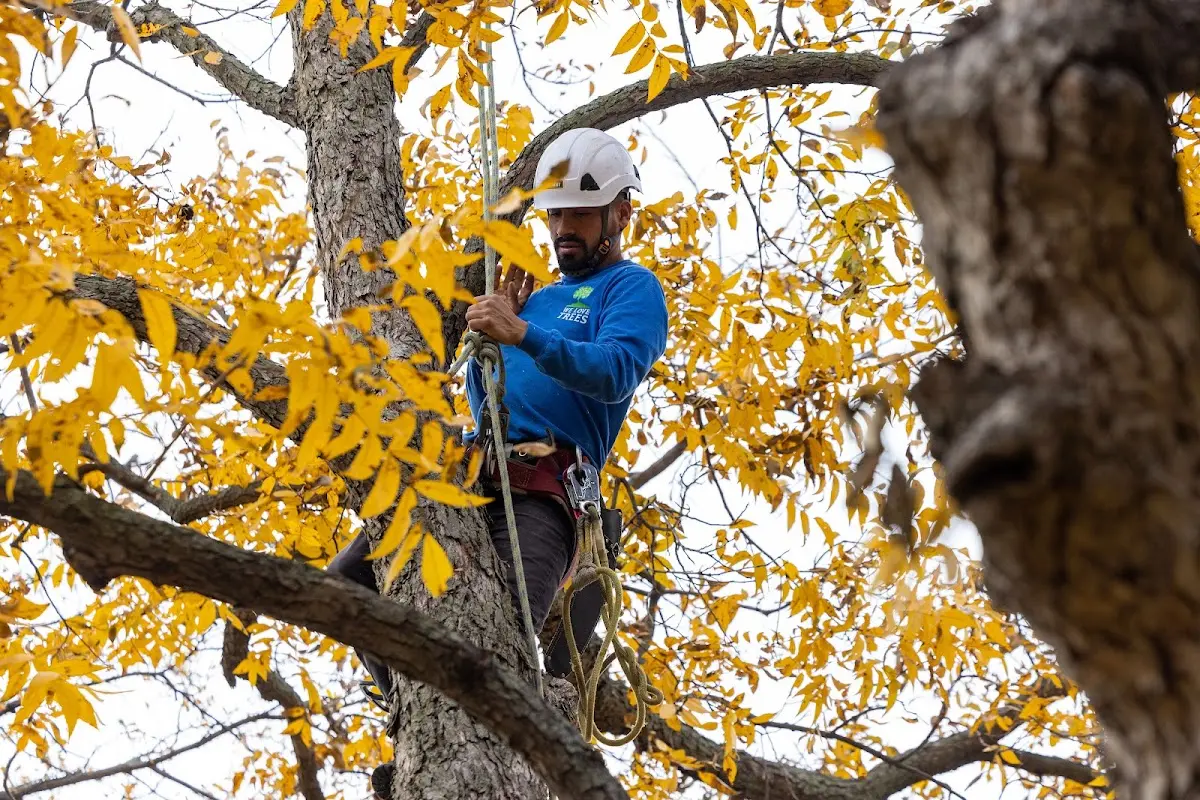 Skilled Tree Trimming crew working in Oak Grove