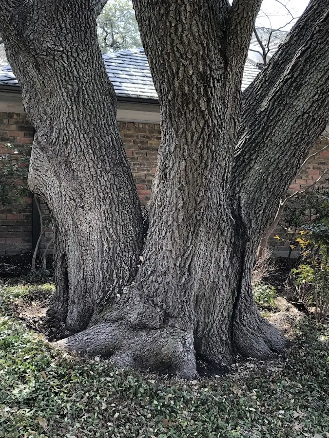 Mature heritage tree close to a Oak Grove property cared for by certified arborists